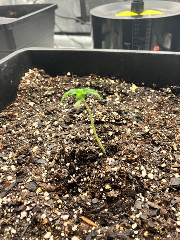 My First Grow