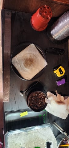 Here We Grow... — seedling_rooting, day 20