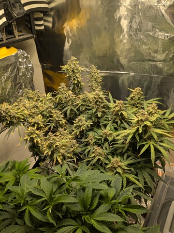 1st grow continued  — grow_setup, day 1