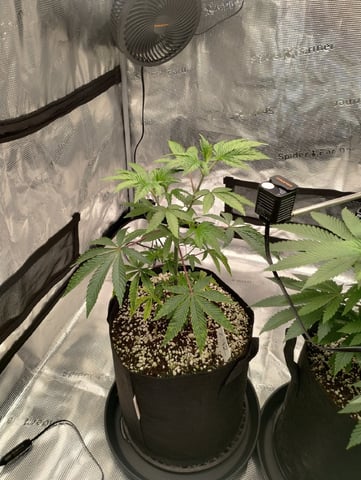 Photo Time📸🕞 — vegetative, day 47