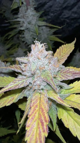 Bannana Jelousy x Guava Auto