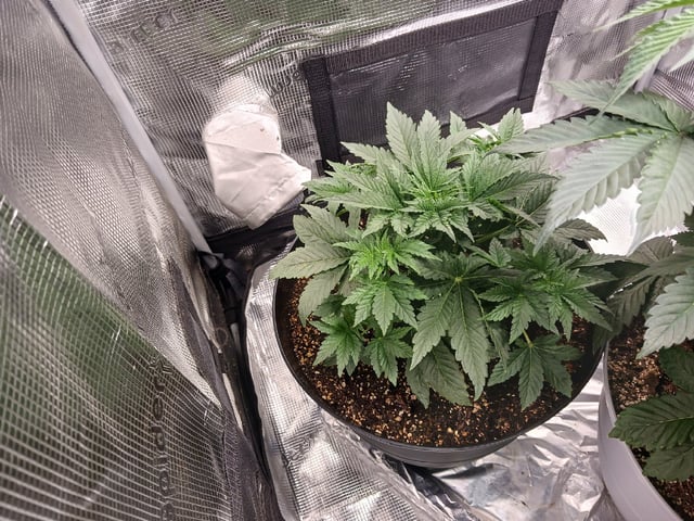 Gorilla Sherbert Feminized From Blimburn Seeds  — vegetative, day 31