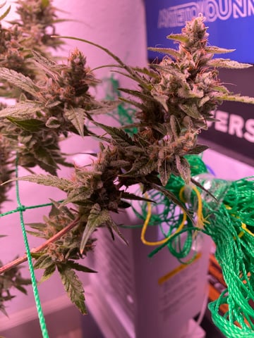 pineapple Express  — flower, day 41