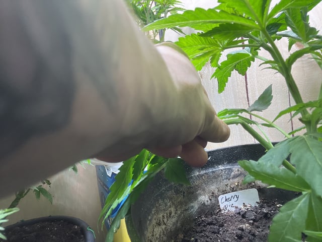 Cherry Pie  — vegetative, day 9