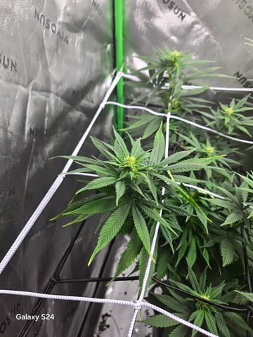 First Time — flower, day 47