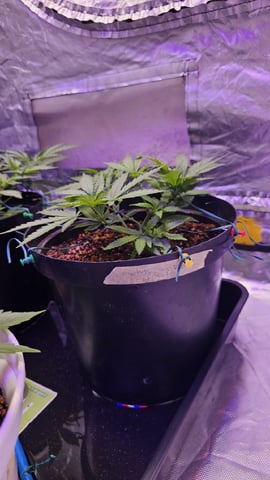 Amnesia Haze Run — vegetative, day 26