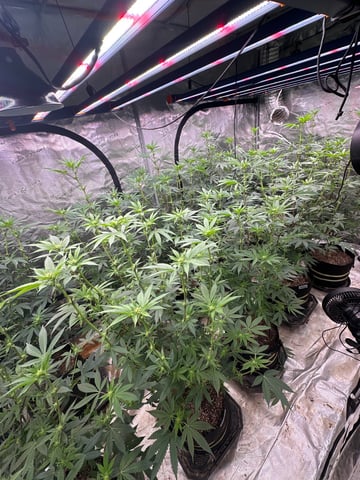 White Runtz Clonez (Flowering) — flower, day 15