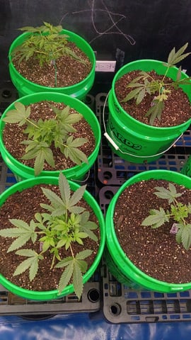Third Grow — vegetative, day 35