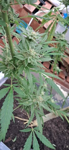 1st grow (green house)(natural) — flower, day 127