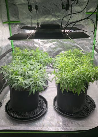 SBJ Clones — flower, day 64