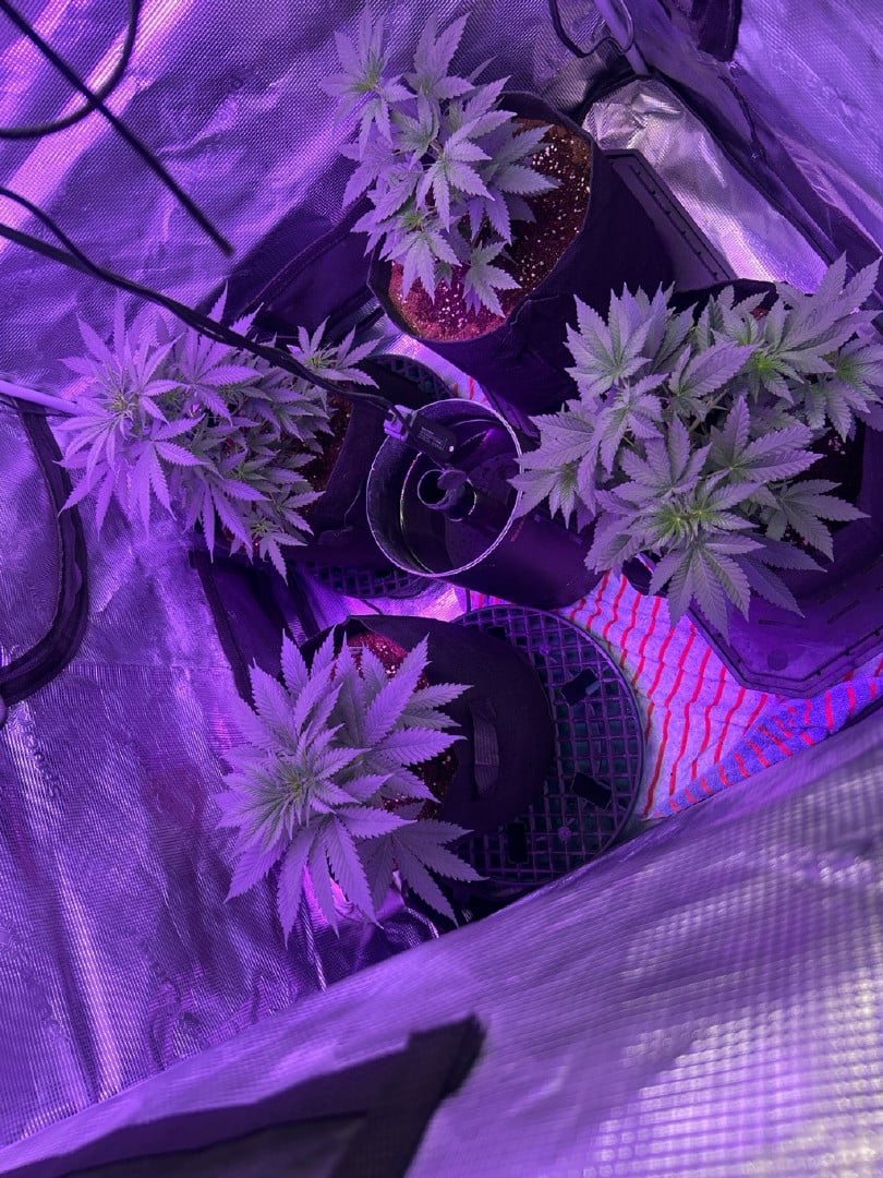 first grow