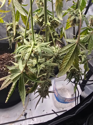 Pull my finger and Mowie Wowie — harvest, day 107