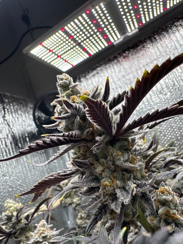 Gelly Mama and Sugar Tree — flower, day 263