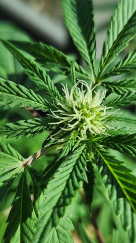 Royal Highness — vegetative, day 80