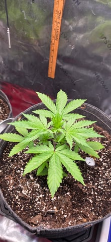 Here We Grow... — flower, day 45