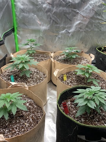Papaya Frosting  — vegetative, day 26