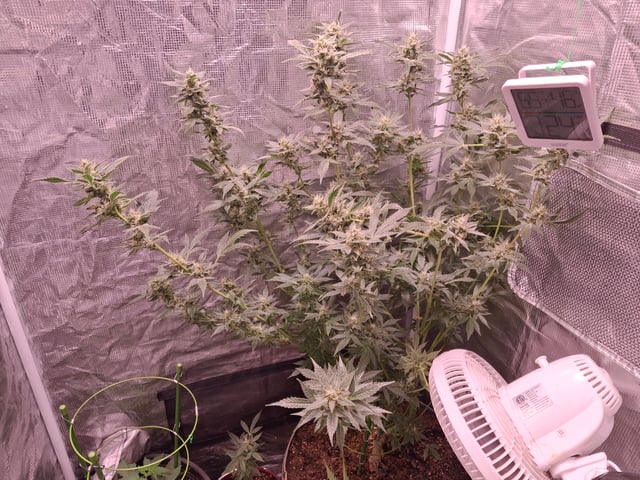 lil babies  — flower, day 61