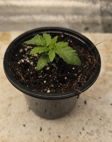 SGC & GWS — vegetative, day 16