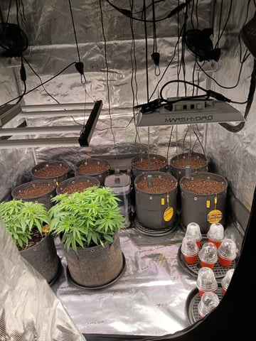 Gurilla Glue #4 × Samsquatch autos — seedling_rooting, day 4