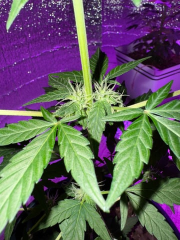 Quick One — flower, day 5