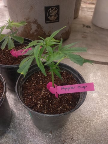 grow 1 — seedling_rooting, day 1