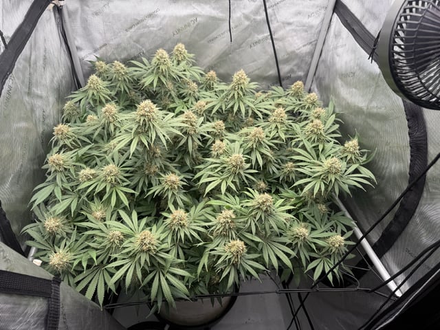 Another hard start! — flower, day 95
