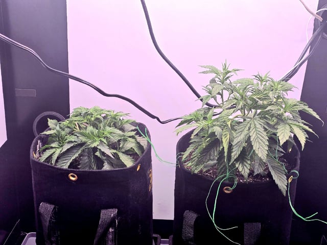 1st Auto Grow (LSD + BrB) - 1st indoor Grow — vegetative, day 27