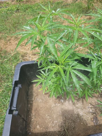 1st Gas — flower, day 57