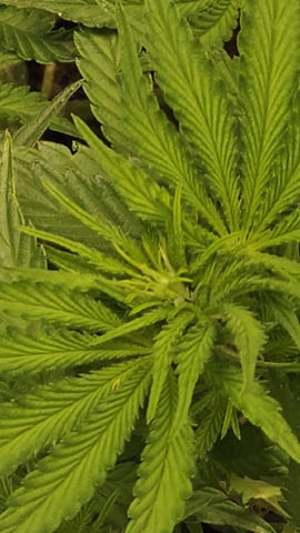 Jelousy Fast(Photo) & Ultra Voilet (Auto) — flower, day 20
