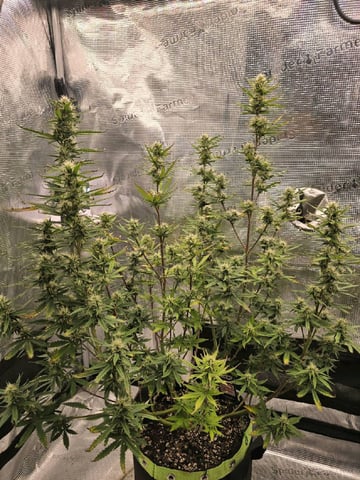 Gorilla Cookies auto  — flower, day 54