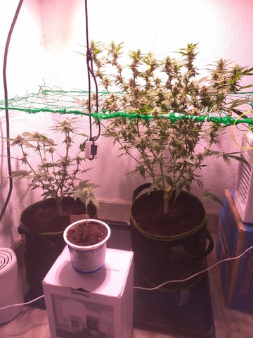 pineapple Express  — flower, day 17