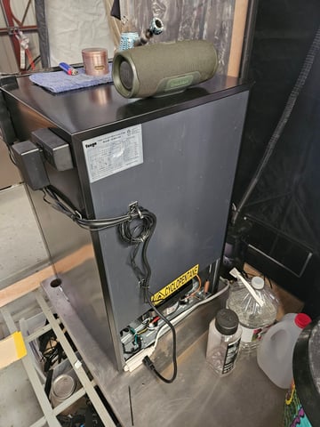 BLACKCHERRY SHERB — flower, day 73