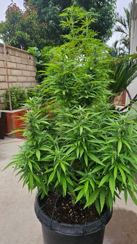 Alaska Thunder Fuck outdoors — vegetative, day 71