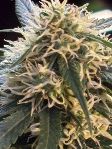 Grimm Glue by Brothers Grimm Genetics 