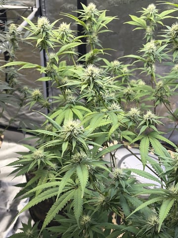 Humboldt, Hella Jelly. Jelly Donut  — flower, day 70