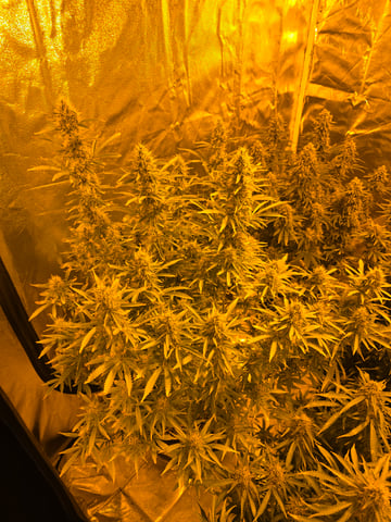 2nd Autoflower Indoor Grow — flower, day 85