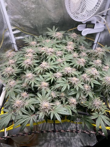 blackberry marshmallows  — flower, day 128