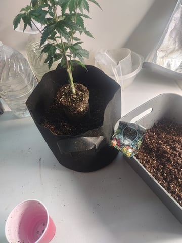 Give #2 A Chance... — flower, day 1