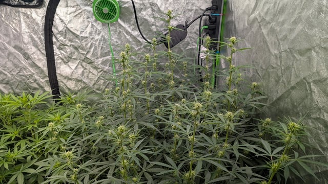 Strawberry Cheesecake Seedsman Seeds Autoflowers x2 — flower, day 51