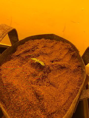 Frosty Gelato Autos  — vegetative, day 7