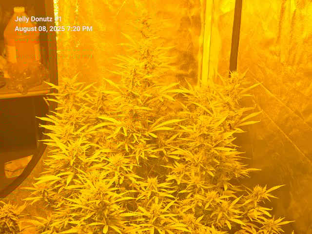 2nd Autoflower Indoor Grow — flower, day 73