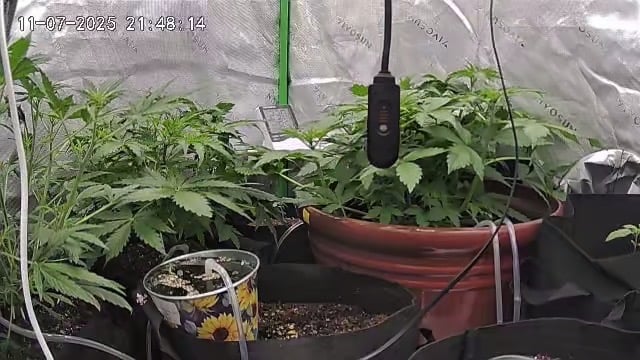 Bruce Banner (Auto) — vegetative, day 26