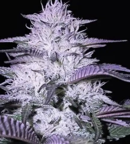 jelly cake — vegetative, day 6