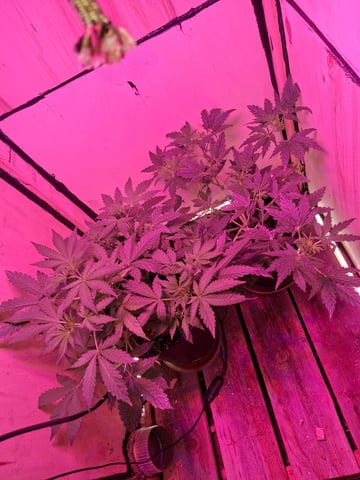 lil babies  — vegetative, day 16