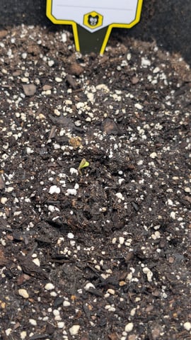 memphisto 3 bears OG, ethos high note r1 — germination, day 4