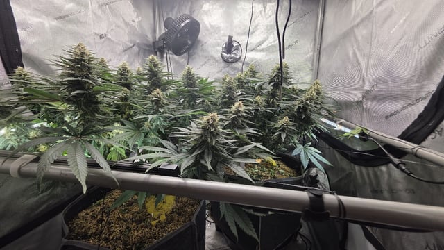 Original 1990 genetics  — flower, day 101