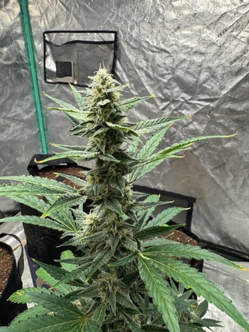 white runtz auto flower — flower, day 55