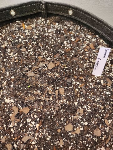 Beans For Days run — germination, day 1