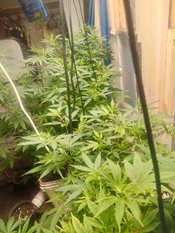 jay seaton  — grow_setup, day 1