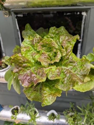 outdoor hydro ladder — vegetative, day 111